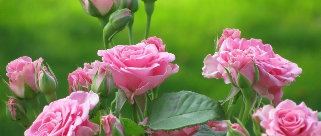 róże w ogrodzie i róże cięte w wazonach